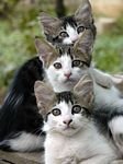 pic for Cat Sisters
